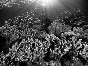 Shallow reef in the early morning sun. Komodo. by Stephen Holinski 